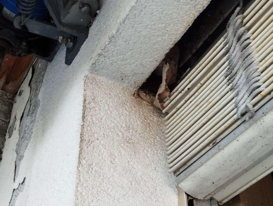 wespennest_entfernen