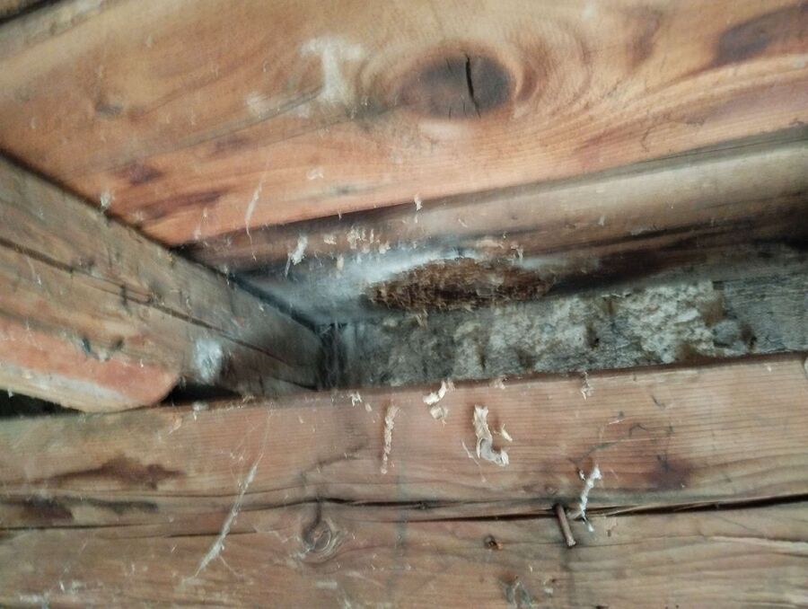 wespennest_entfernen