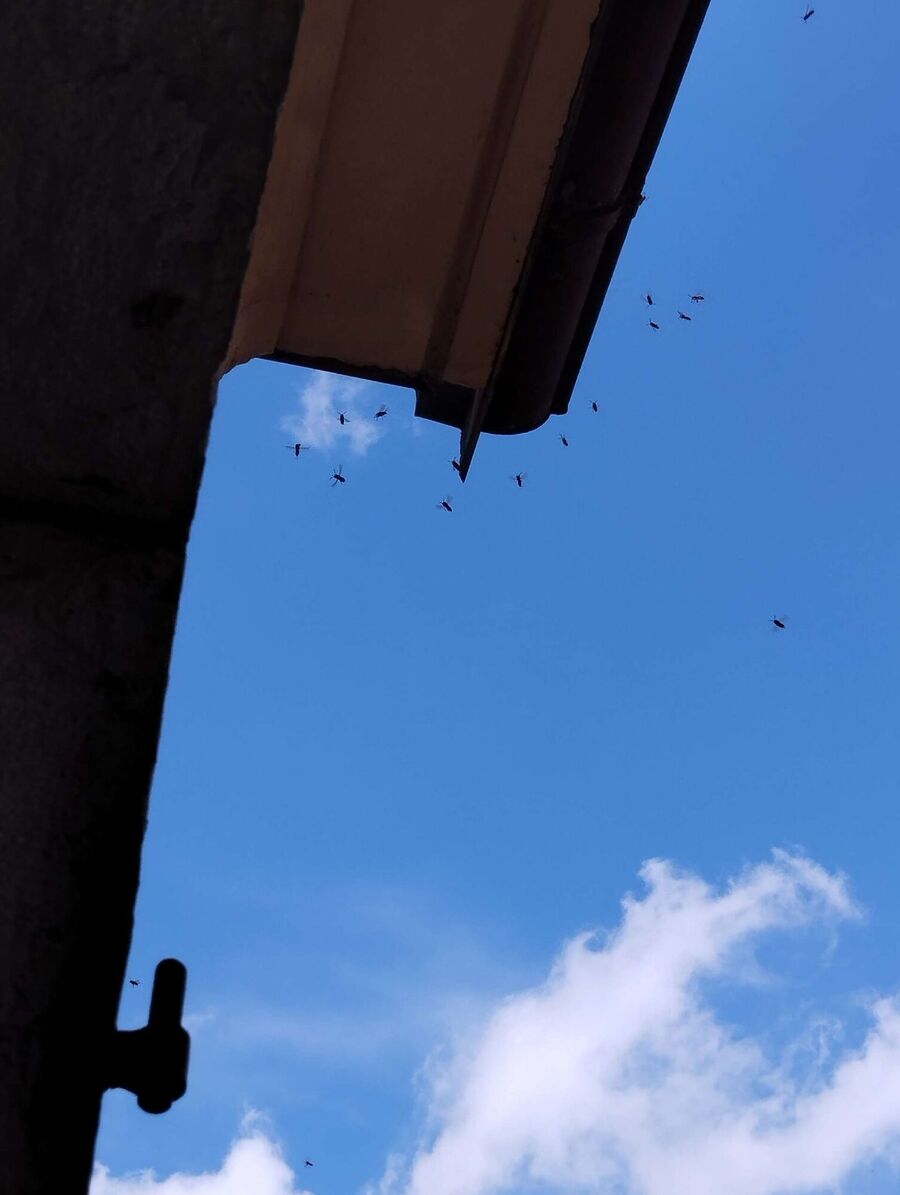 wespennest_entfernen