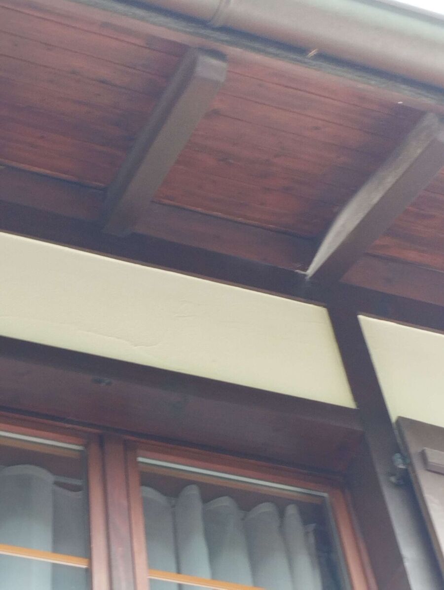 wespennest_entfernen