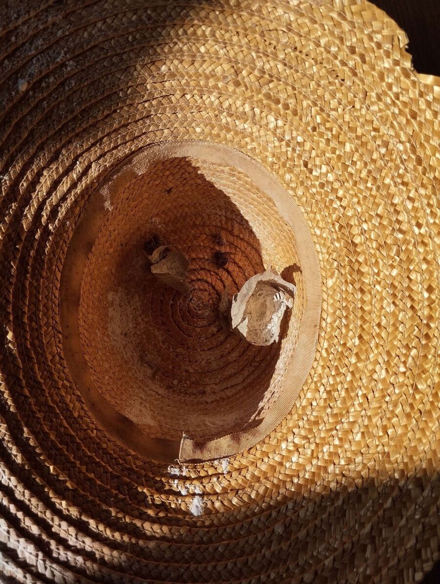 wespennest_entfernen