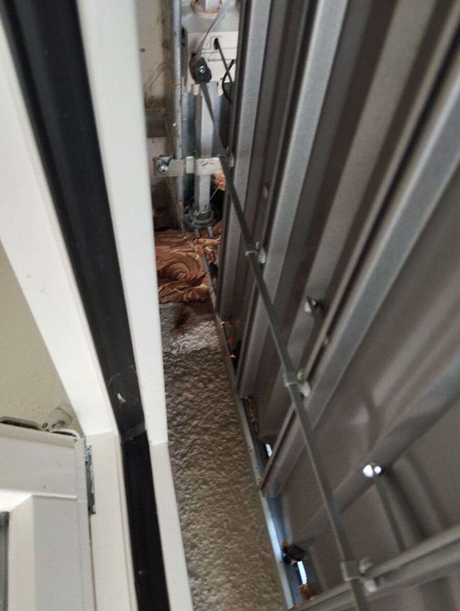 wespennest_entfernen