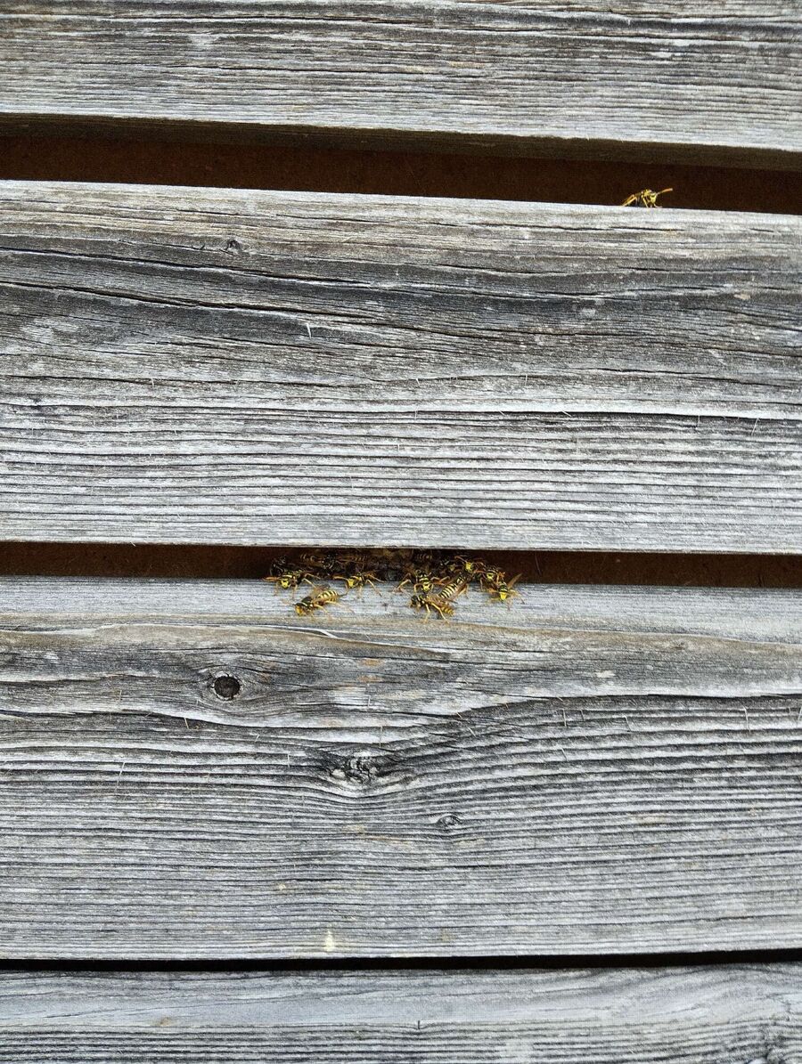 wespennest_entfernen