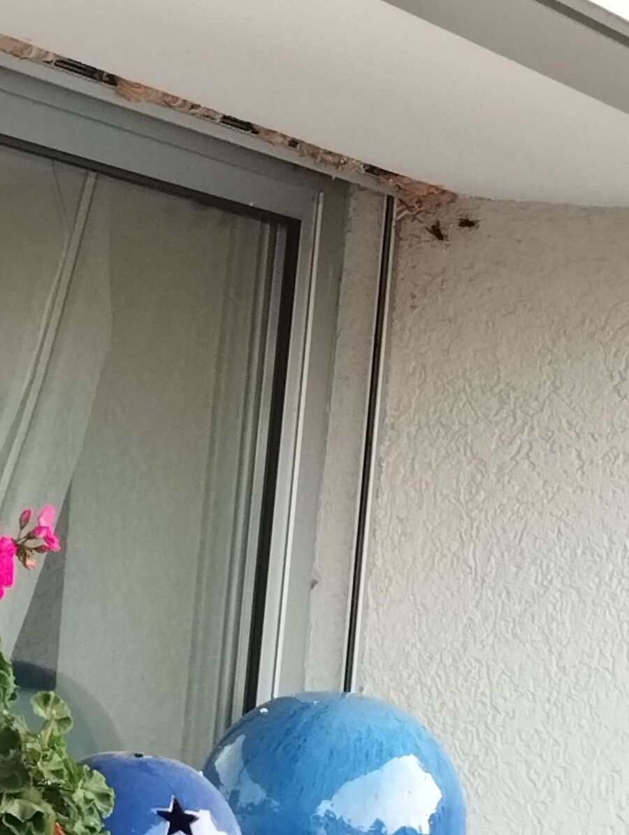 wespennest_entfernen