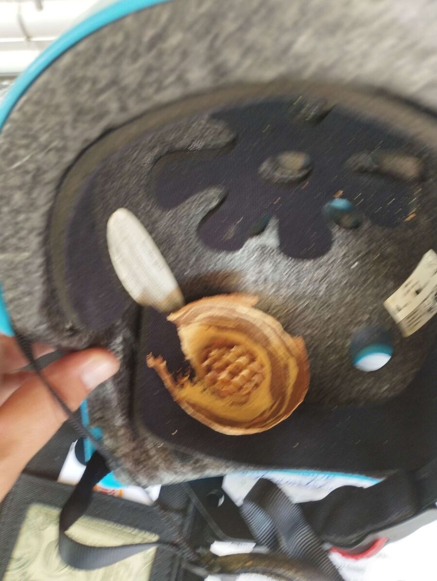 wespennest_entfernen