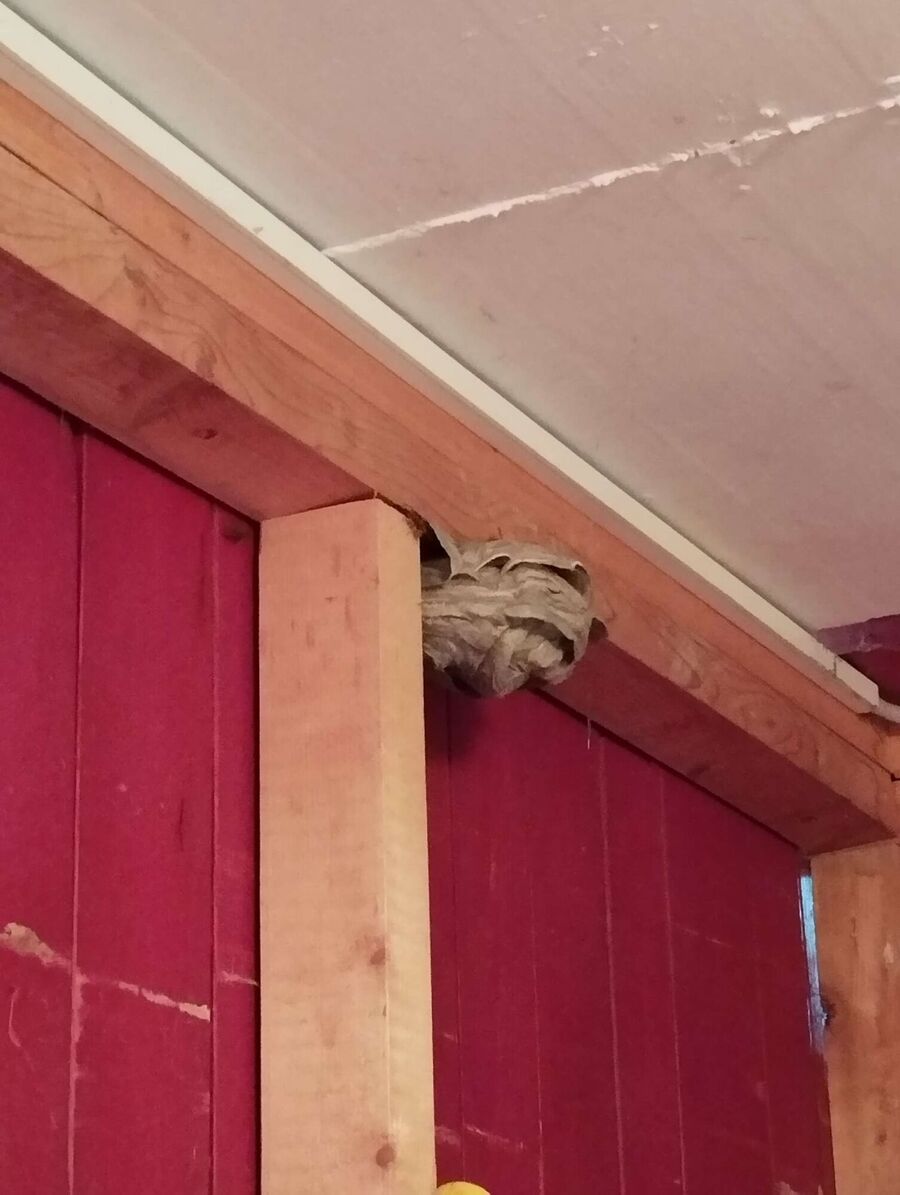 wespennest_entfernen