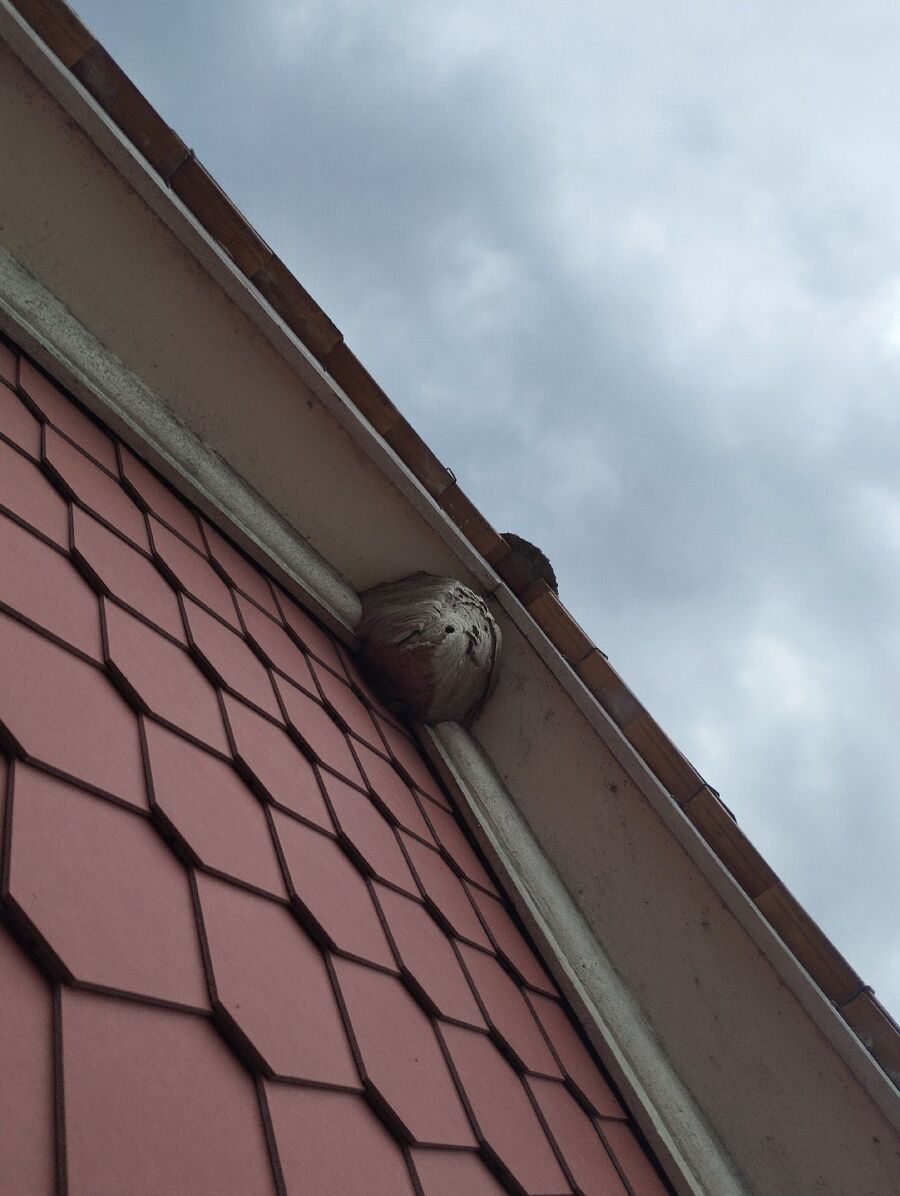 wespennest_entfernen