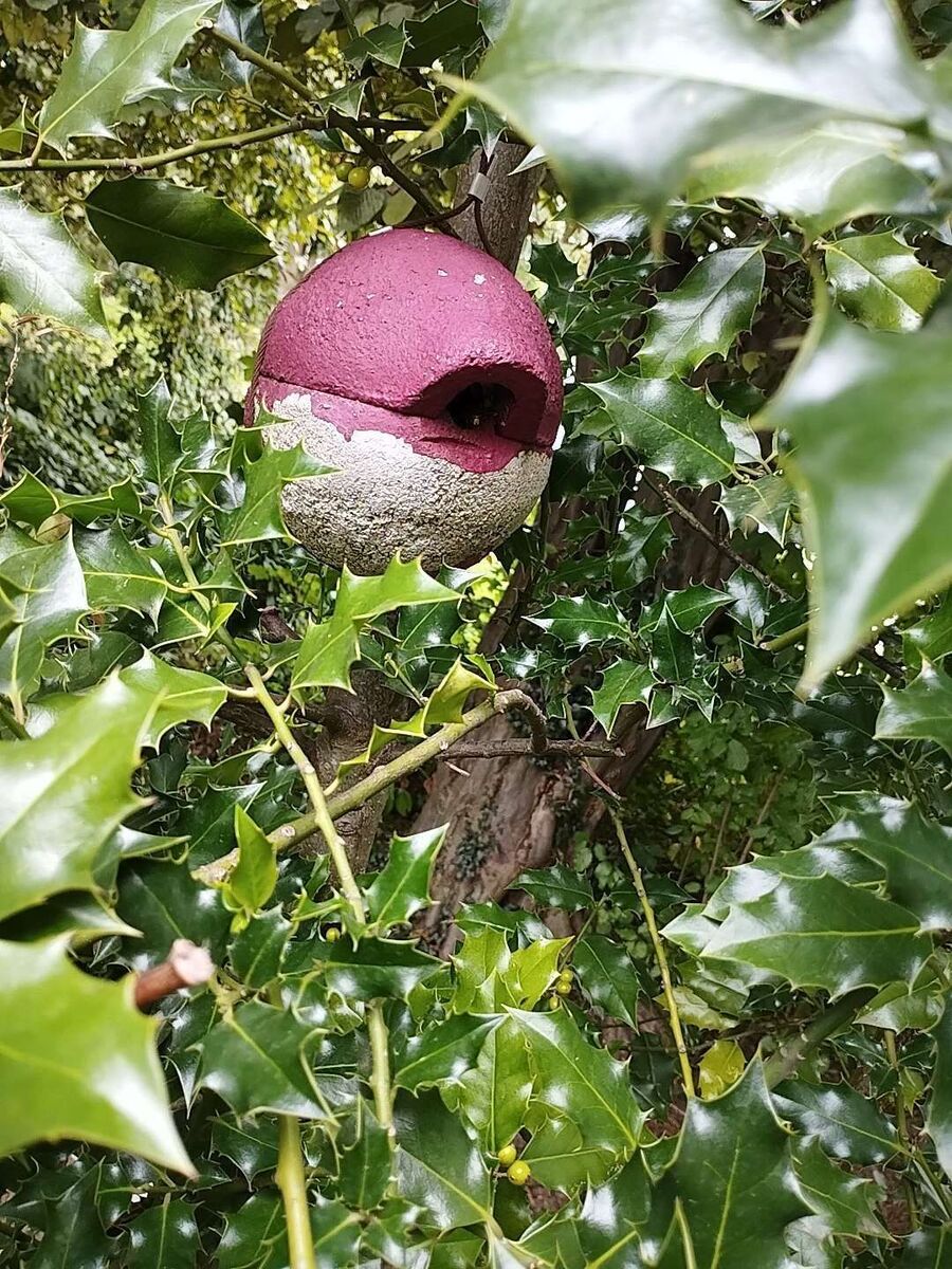 wespennest_entfernen