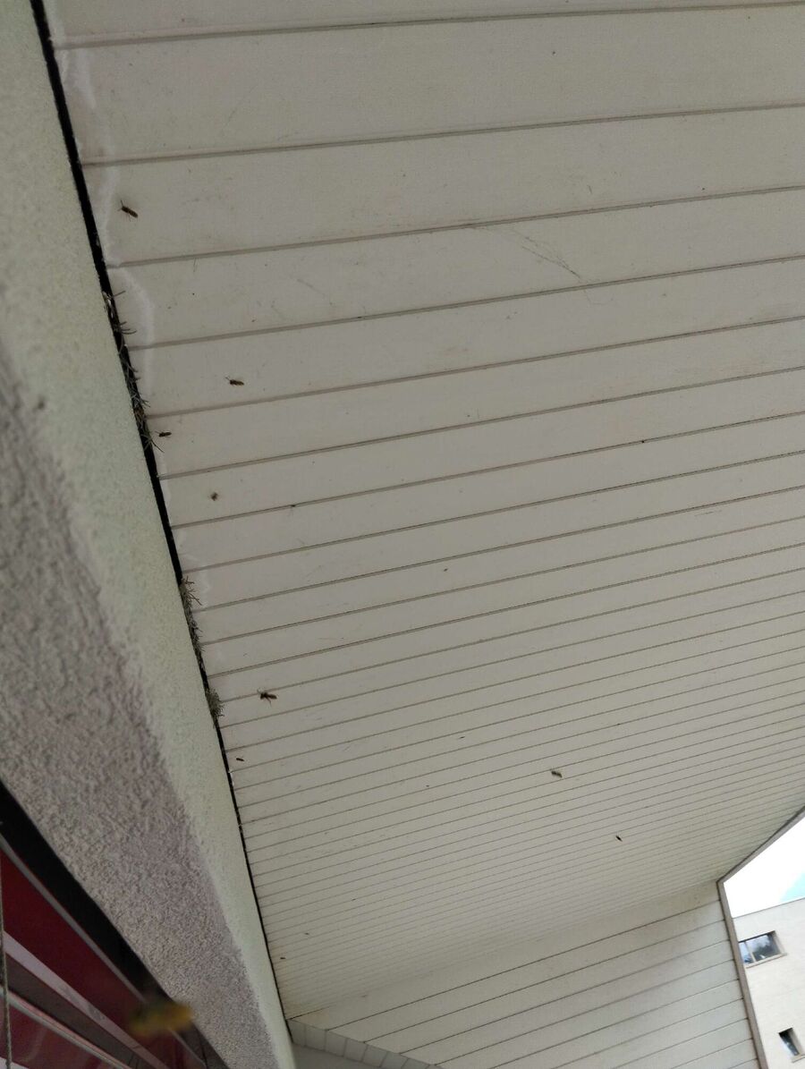 wespennest_entfernen