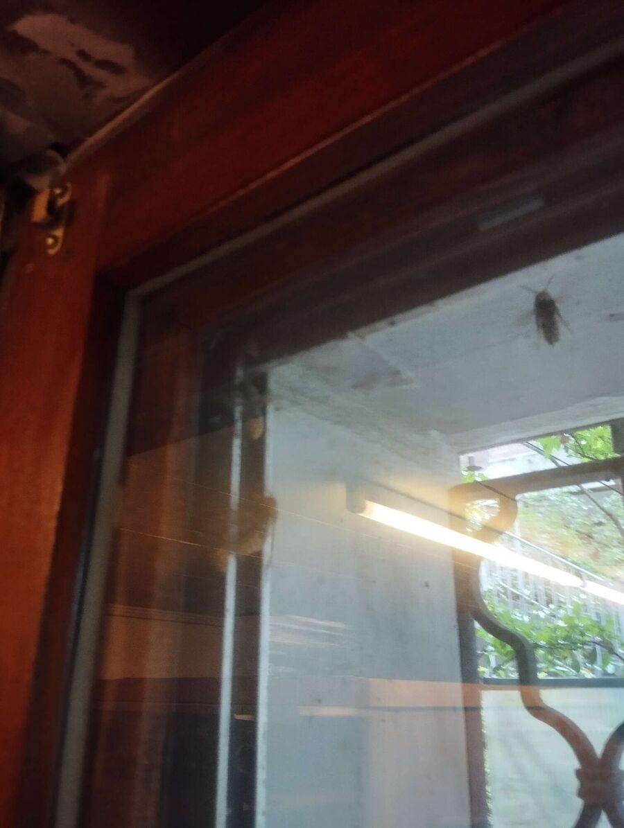 wespennest_entfernen