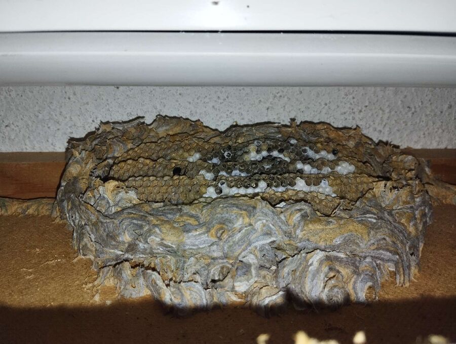 wespennest_entfernen