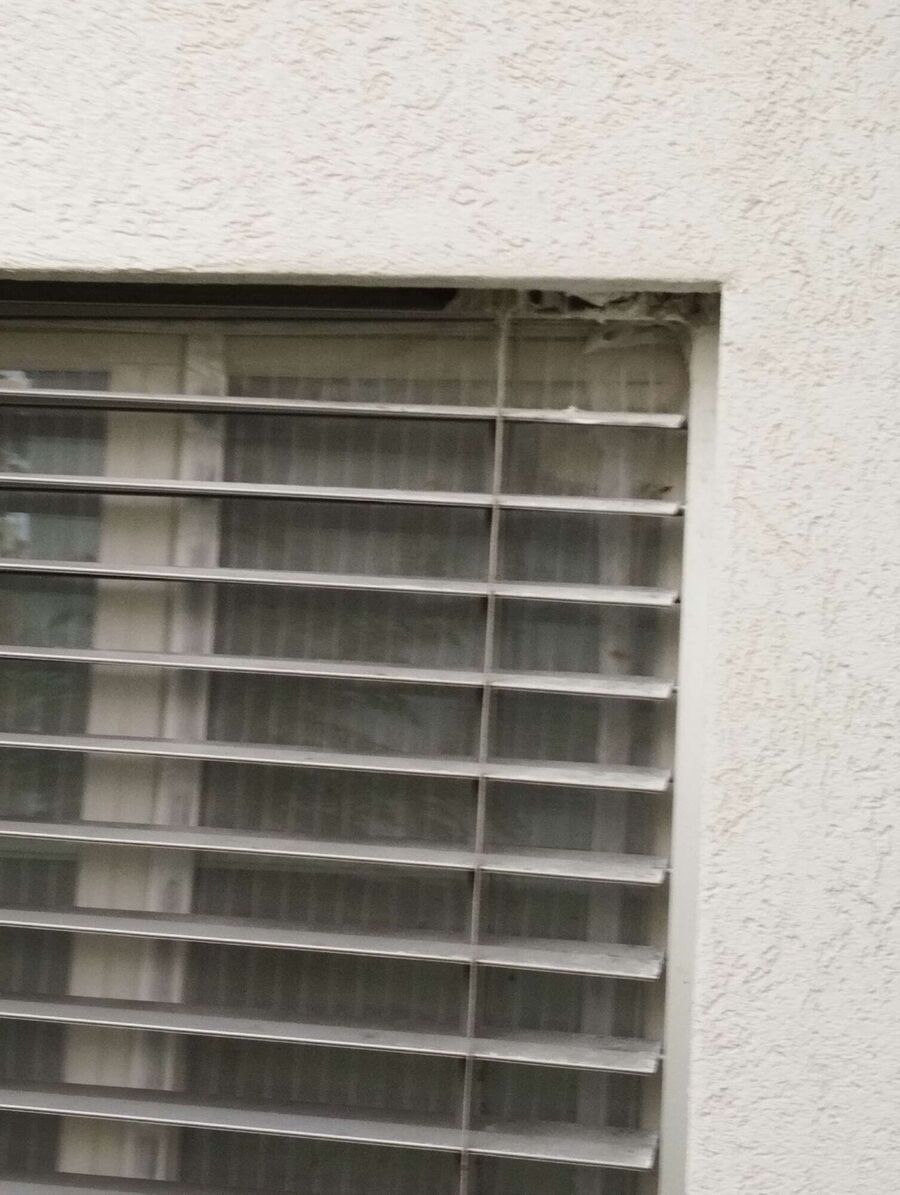 wespennest_entfernen