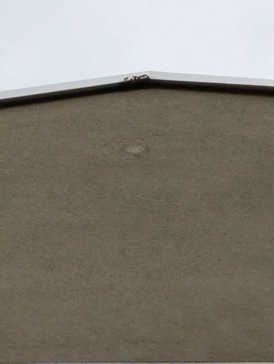 wespennest_entfernen