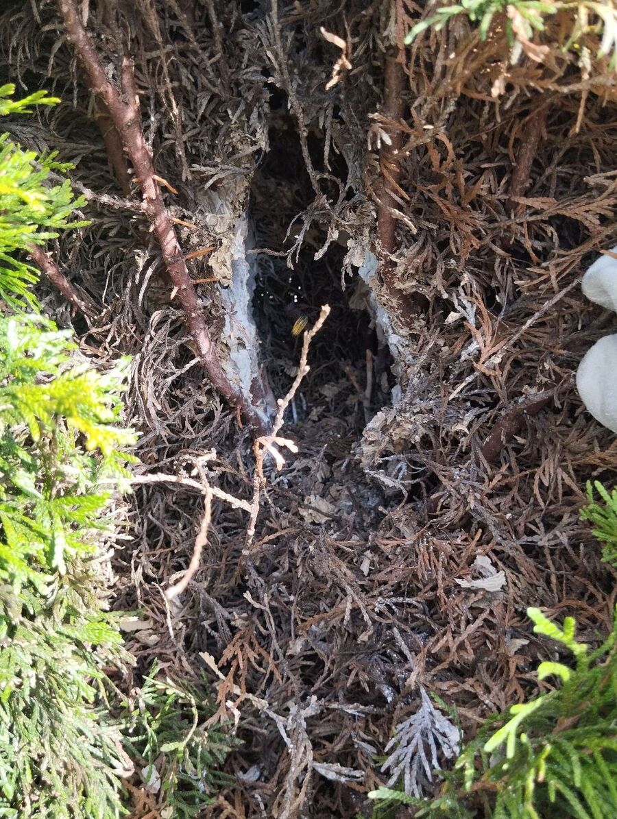 wespennest_entfernen