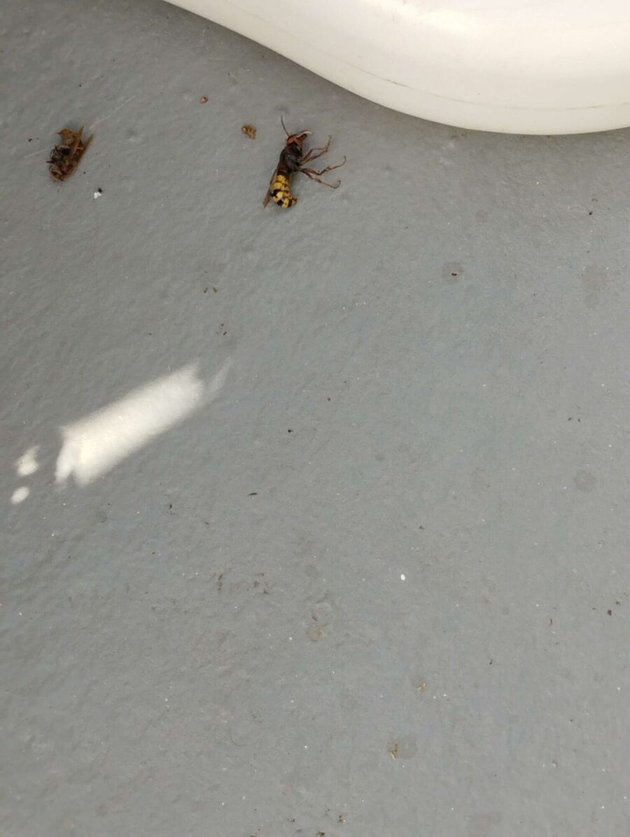 wespennest_entfernen