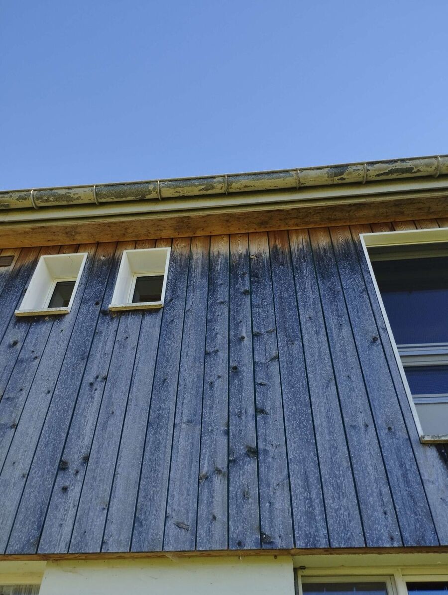 wespennest_entfernen