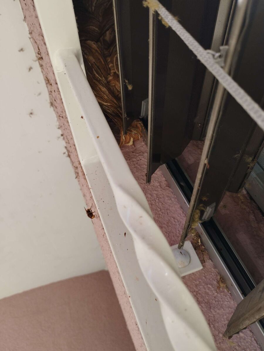 wespennest_entfernen