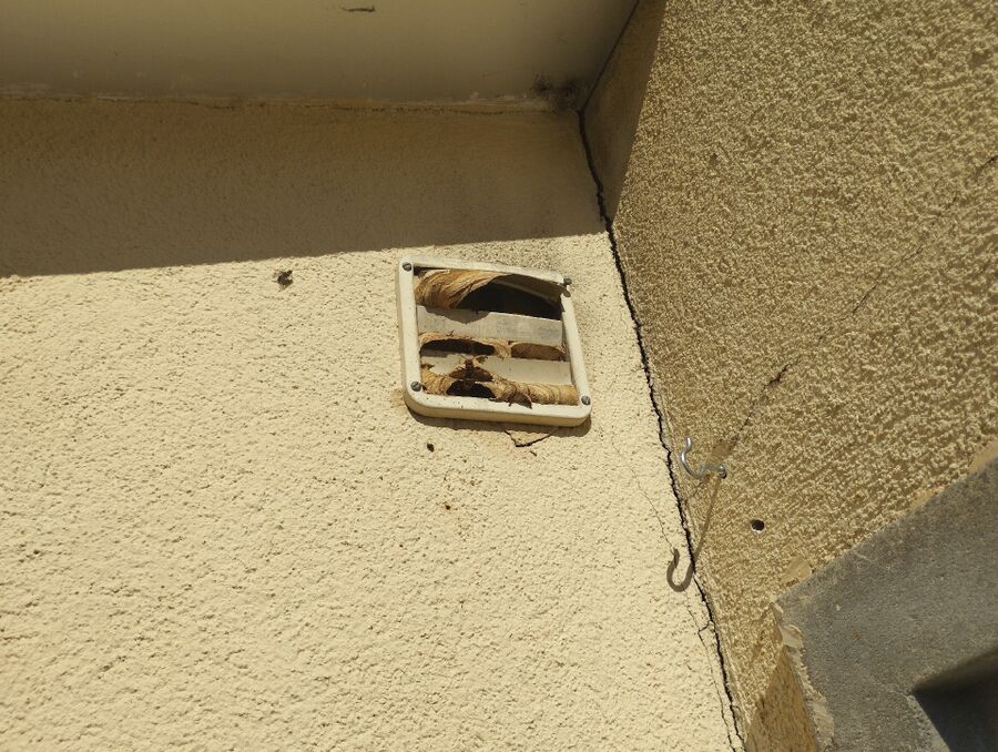 wespennest_entfernen