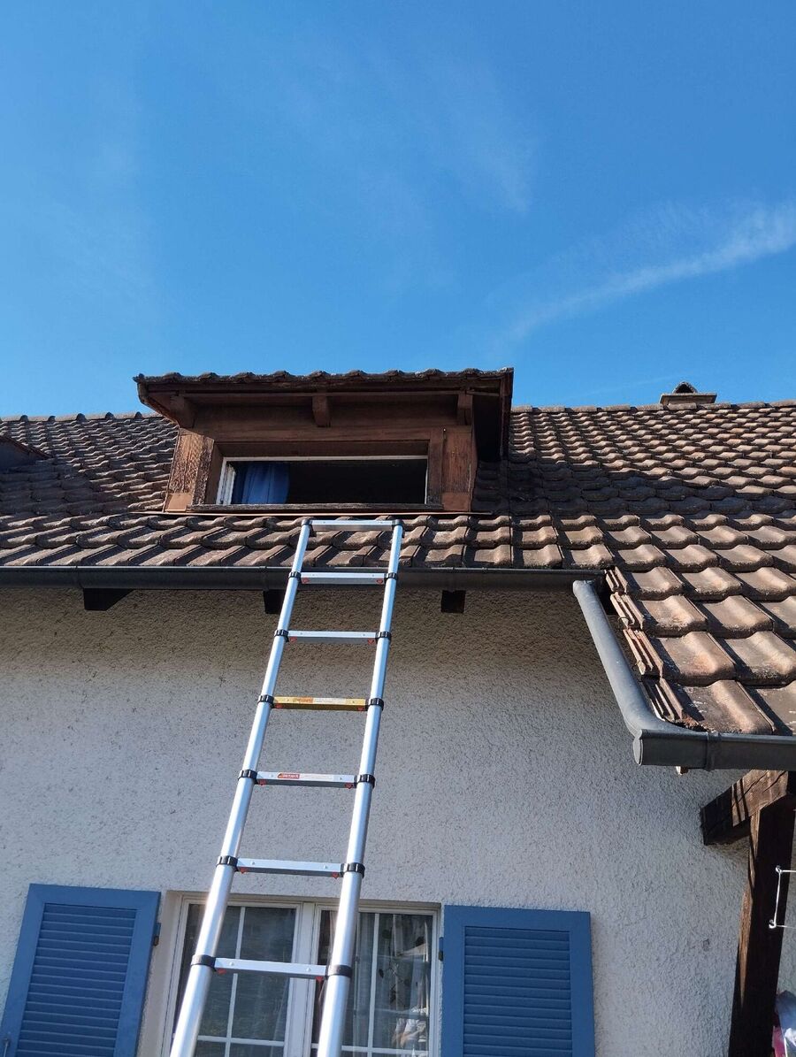 wespennest_entfernen