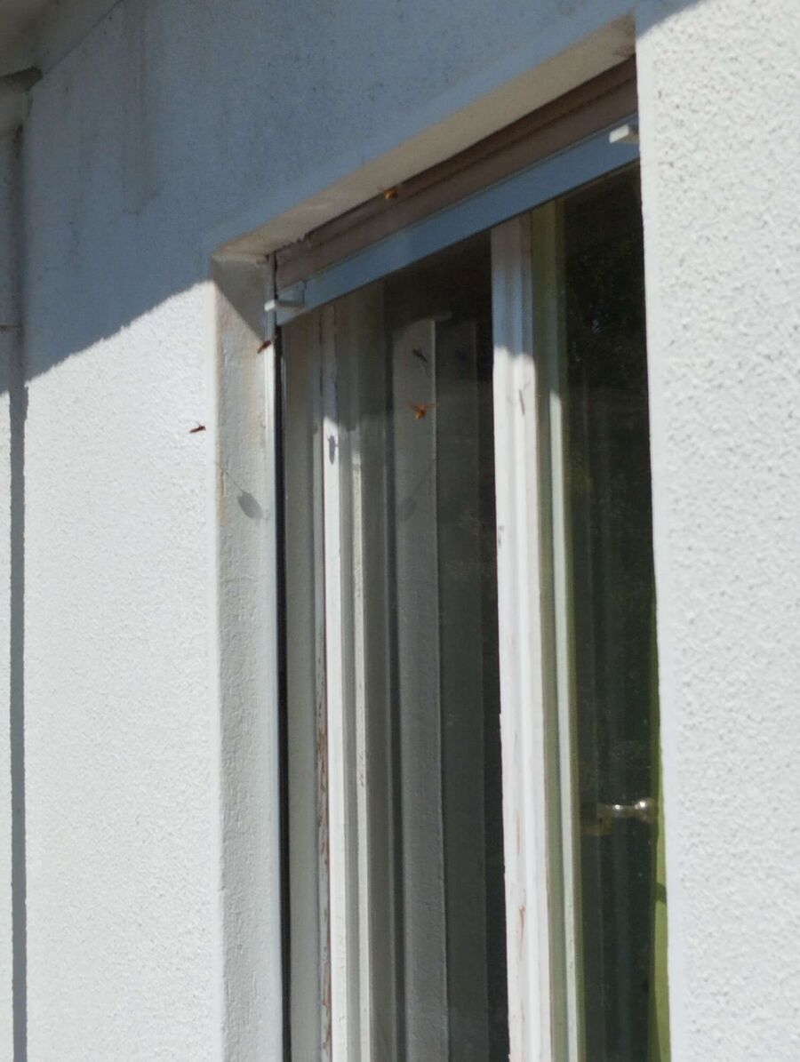 wespennest_entfernen