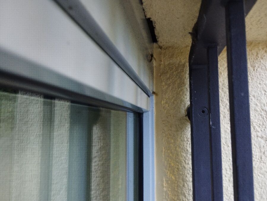 wespennest_entfernen