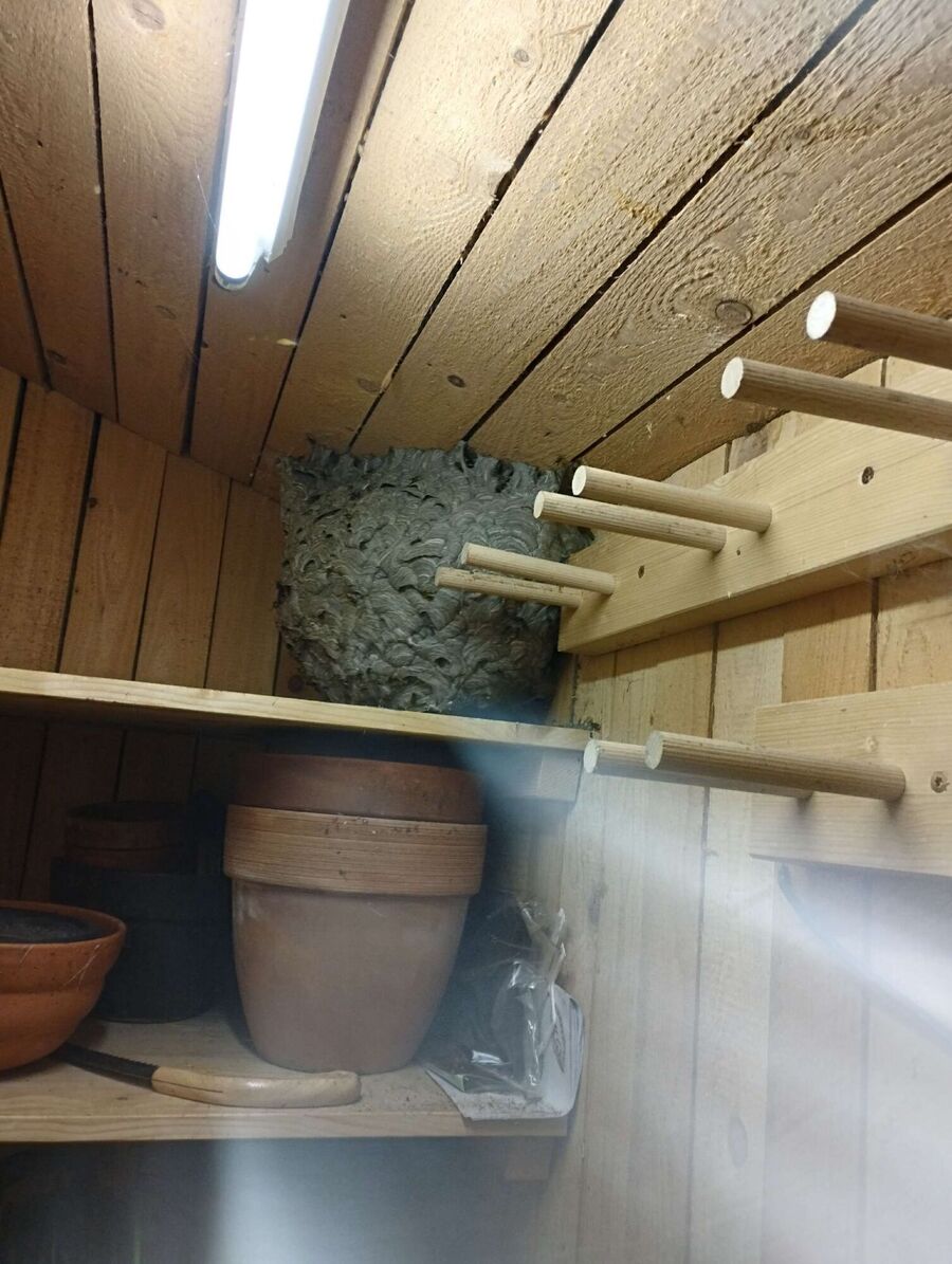 wespennest_entfernen