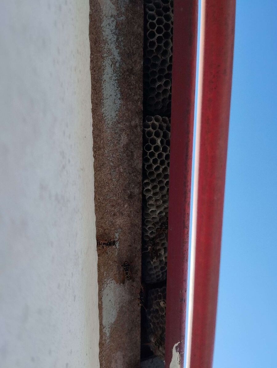 wespennest_entfernen