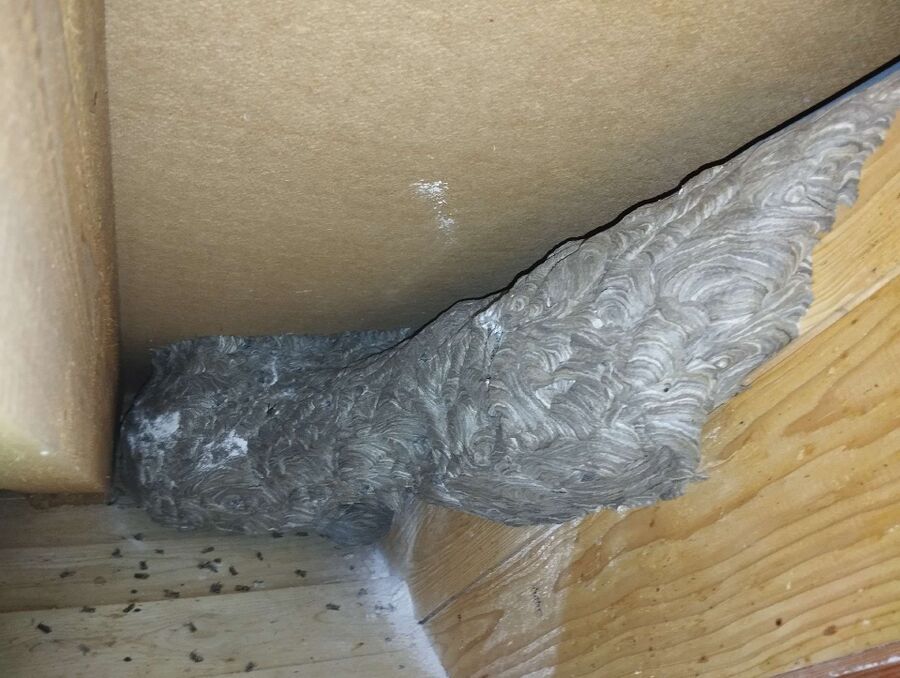 wespennest_entfernen