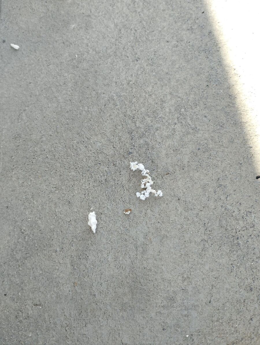 wespennest_entfernen