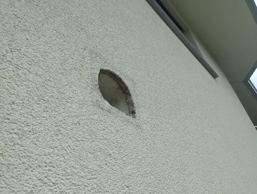 wespennest_entfernen