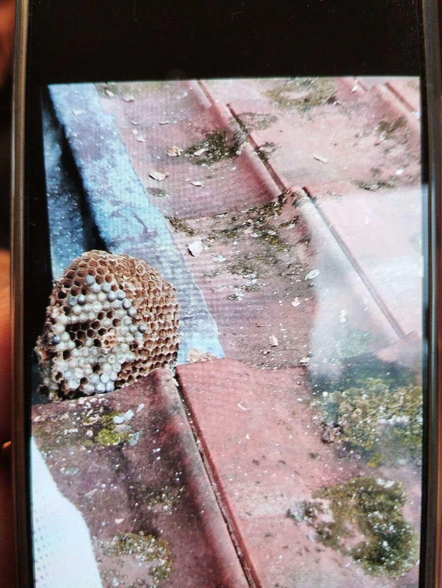 wespennest_entfernen