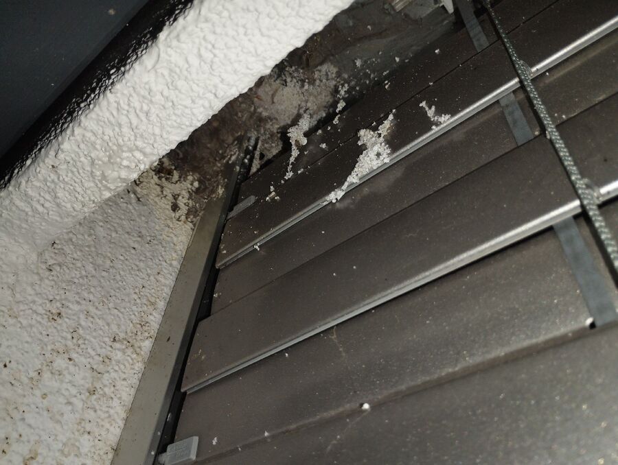 wespennest_entfernen