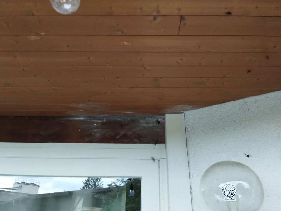 wespennest_entfernen