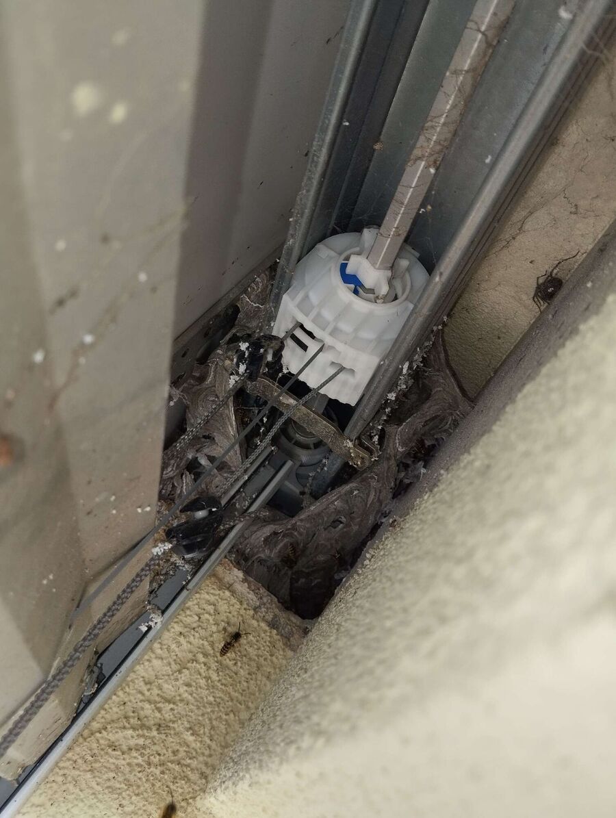 wespennest_entfernen