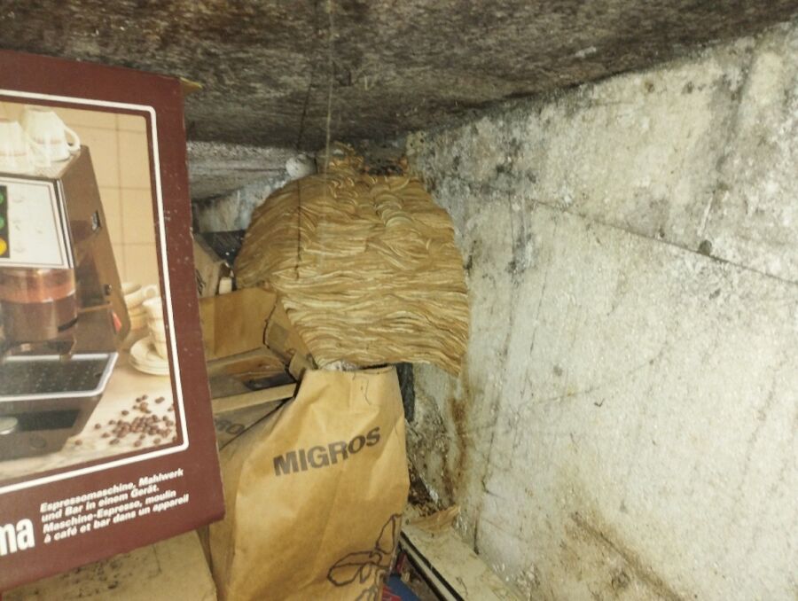 wespennest_entfernen