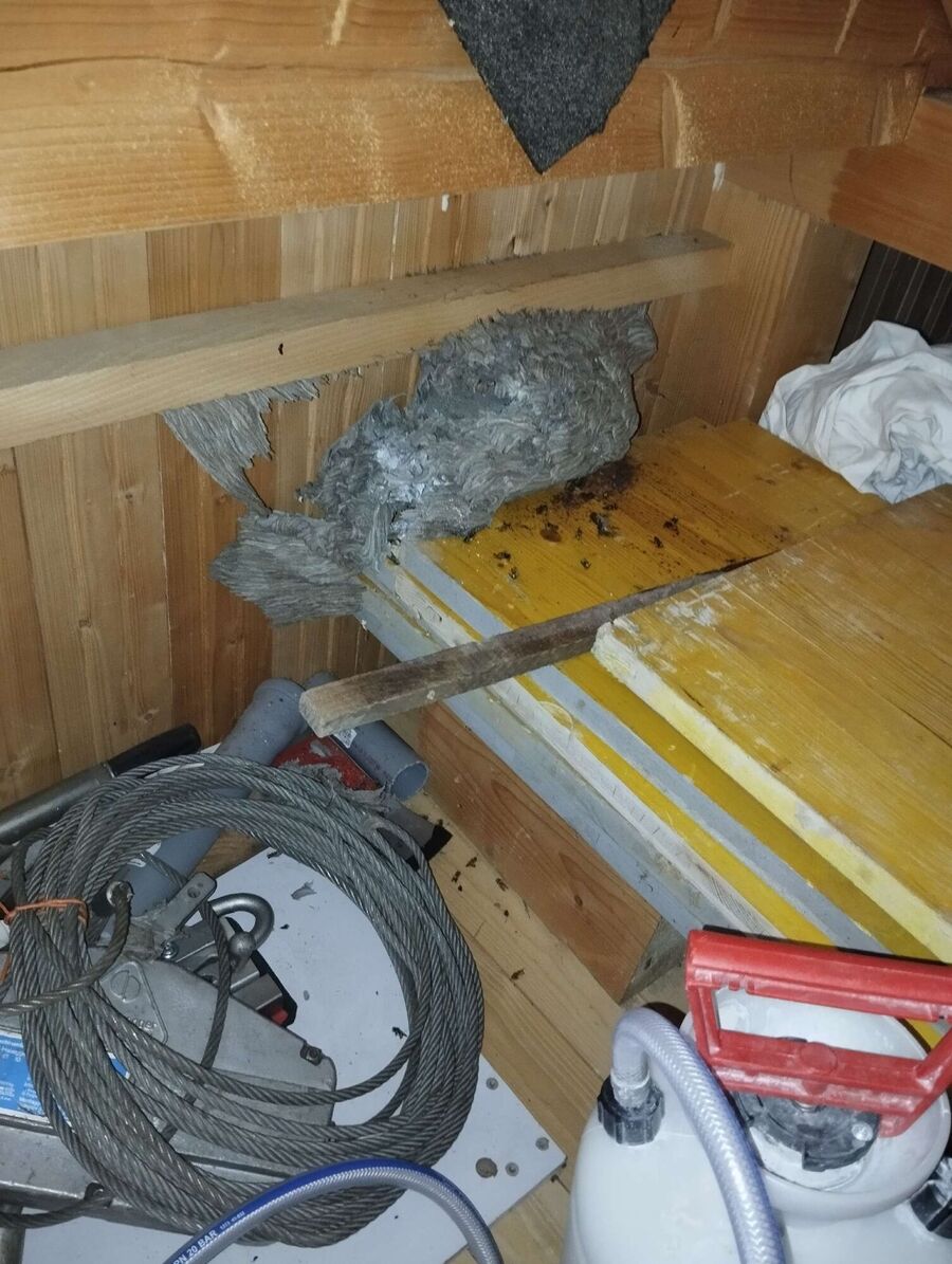 wespennest_entfernen