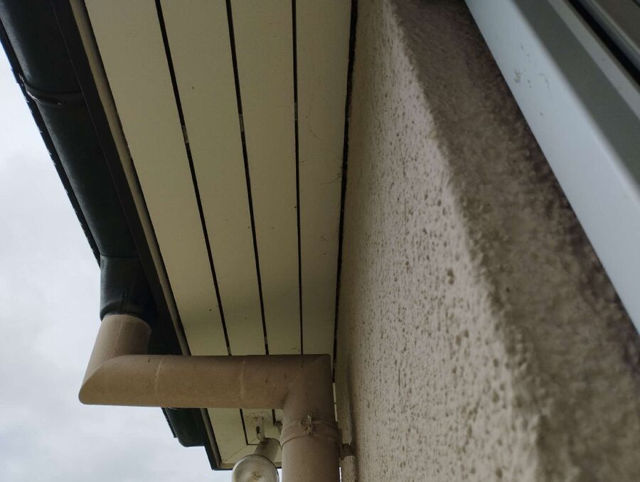 wespennest_entfernen