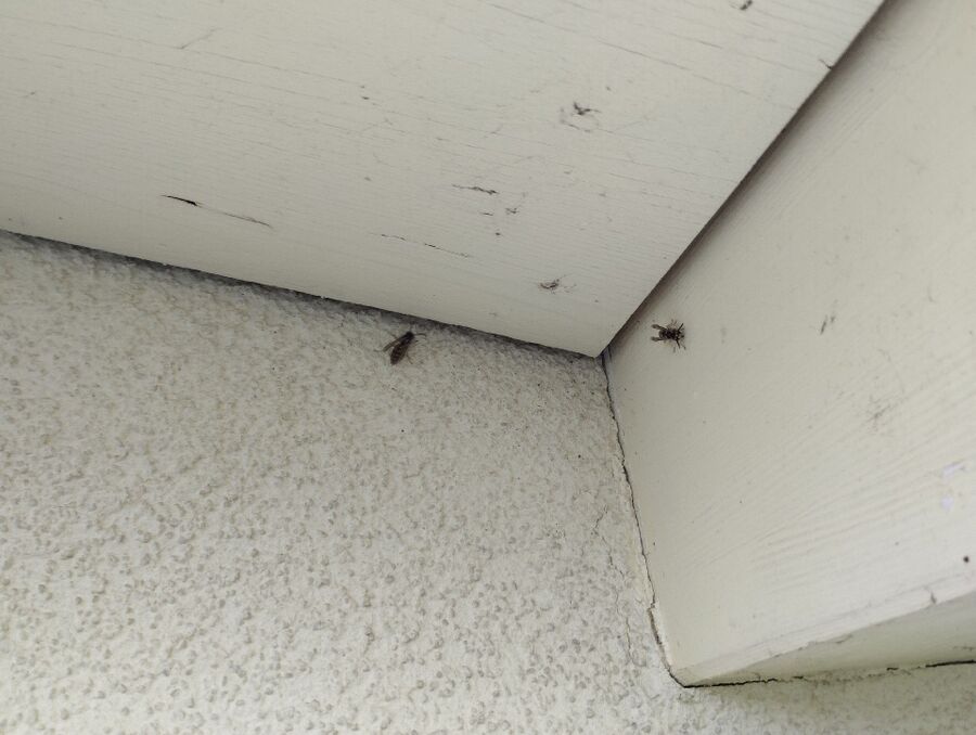 wespennest_entfernen