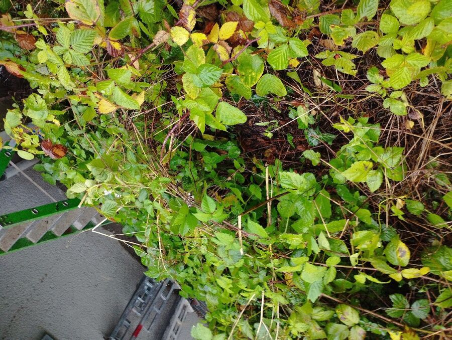 wespennest_entfernen