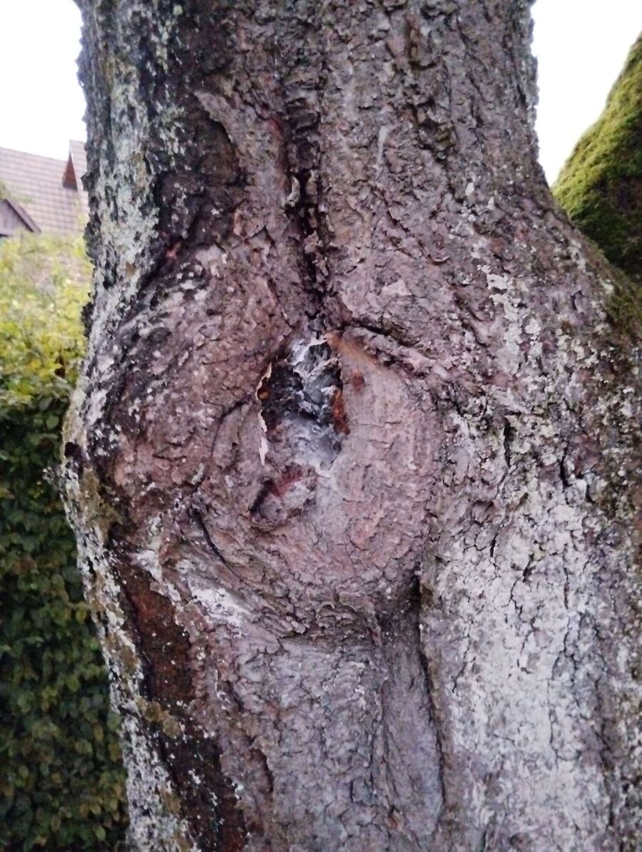 wespennest_entfernen