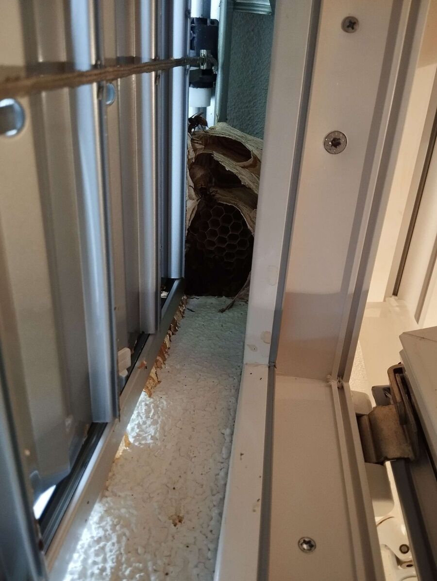 wespennest_entfernen