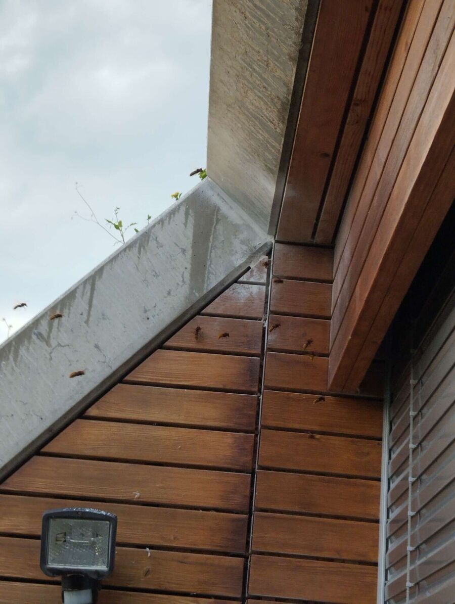 wespennest_entfernen