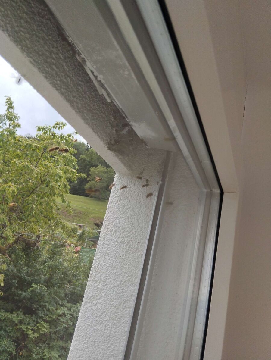 wespennest_entfernen