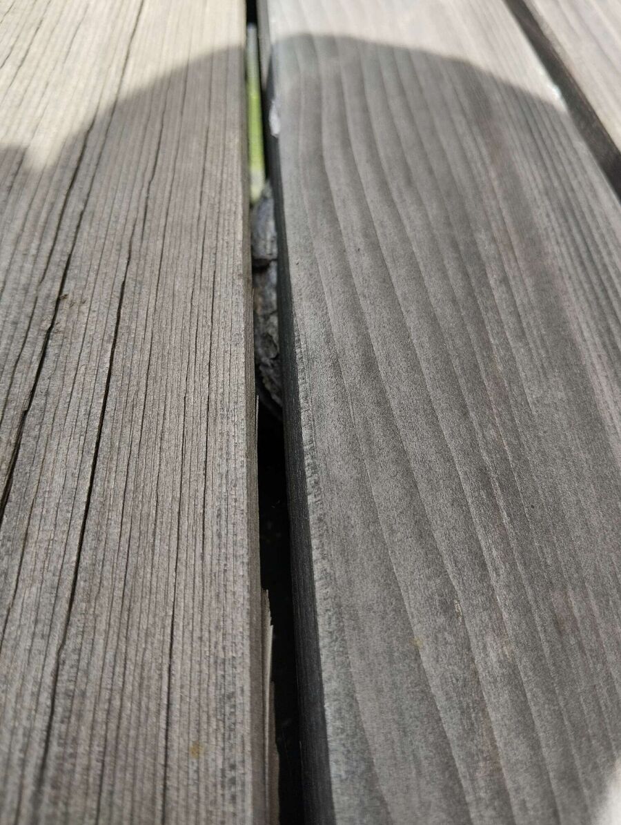 wespennest_entfernen