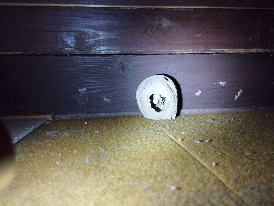 wespennest_entfernen