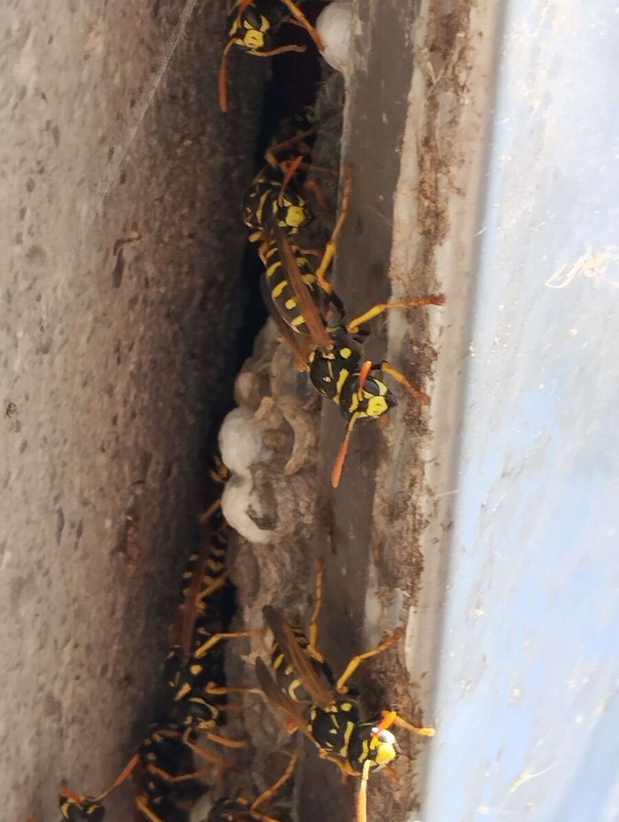 wespennest_entfernen