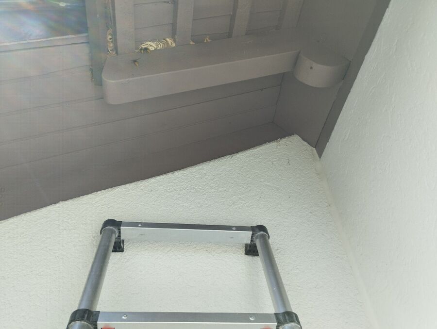 wespennest_entfernen