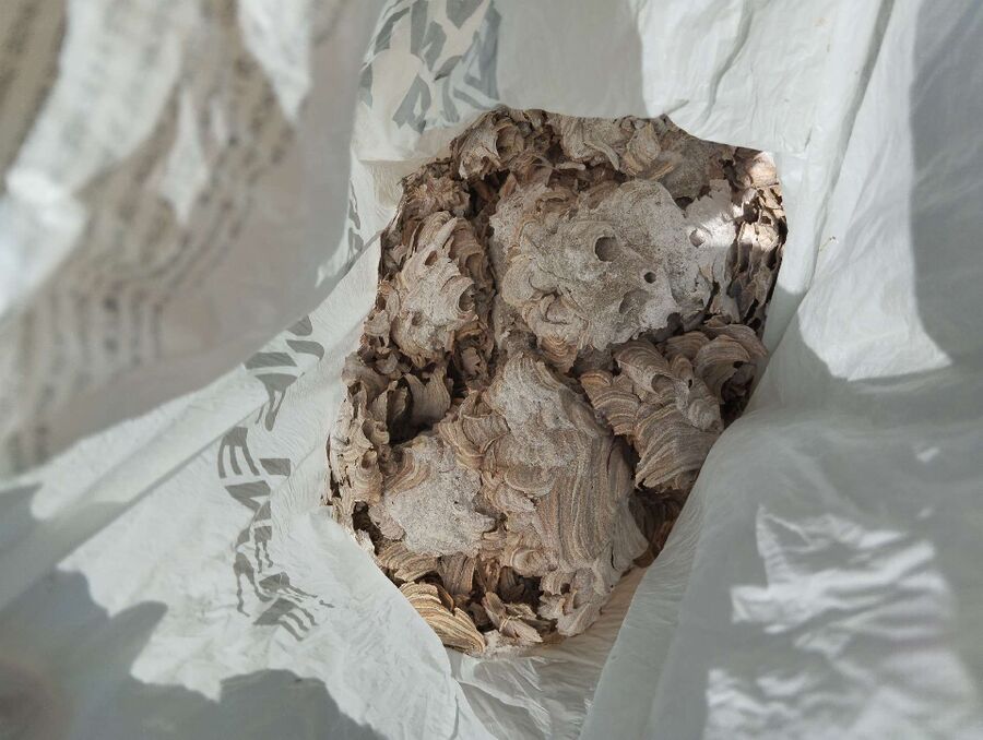 wespennest_entfernen