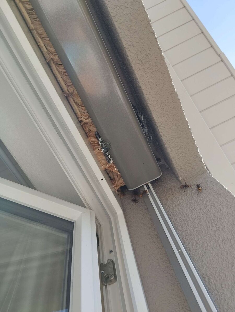 wespennest_entfernen