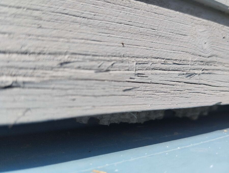 wespennest_entfernen